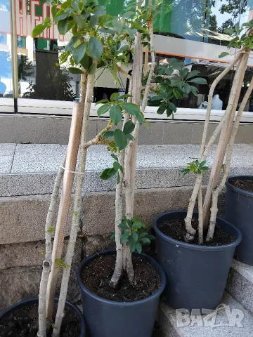 Продавам Шефлера / Schefflera 10 годишна, 170 см. височина, 10 броя, снимка 4 - Стайни растения - 40894462