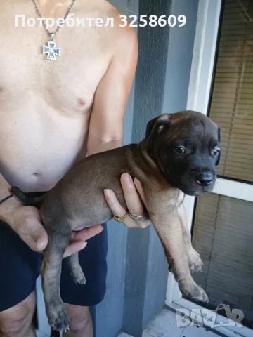 🐶 Продавам красиви Американски Питбул кученца - 8 броя, 2 месеца, снимка 8 - Питбул - 55679299