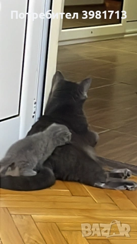 Британски късокосмести котенца , снимка 4 - Британска късокосместа - 54573832