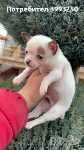 Мини чихо пинчери, снимка 6 - Пинчер - 51482455