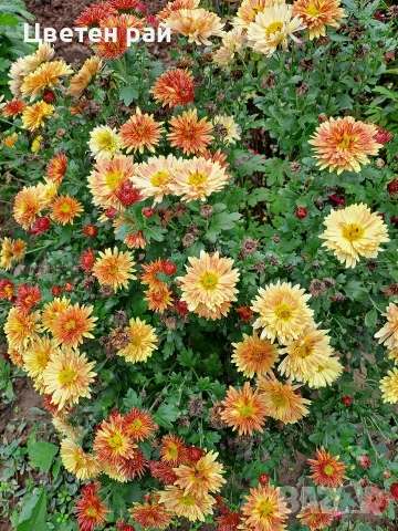 Разсад хризантеми , снимка 17 - Градински цветя и растения - 54010299