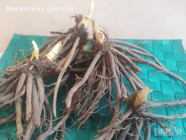 Хемерокалис Франс Халс корен, снимка 2 - Градински цветя и растения - 54137807