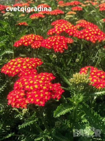 Achillea millefolium ‘Rock Red’ (Ахилея ‘Rock Red’ / Червен бял равнец), снимка 3 - Градински цветя и растения - 54344894