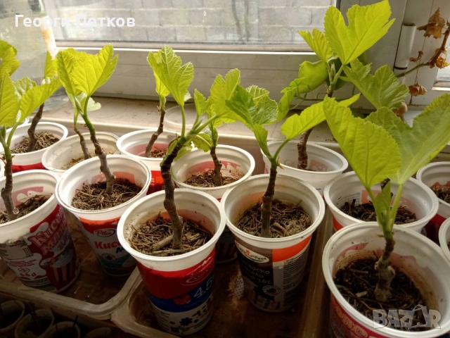 Смокини с височина 25 - 30см., снимка 2 - Градински цветя и растения - 54262046