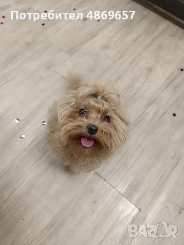 Истински Teacup Maltipoo F1 до 1,5 кг – рядко момченце от бутикова селекция