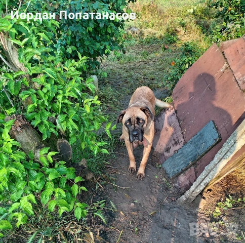 малки Кане Корсо готови за нови стопани, снимка 5 - Кане корсо - 54822945