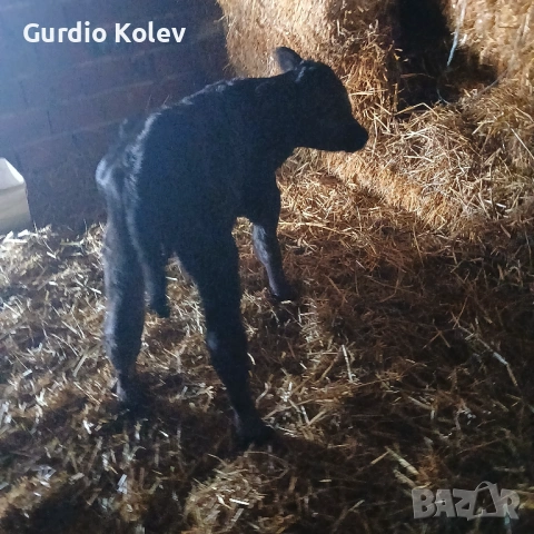 Телета Сукалчета , снимка 3 - Крави - 54003980