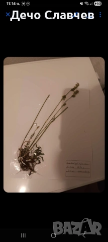 Хербарии за ЛТУ или друг университет , снимка 7 - Ученически пособия, канцеларски материали - 54224038