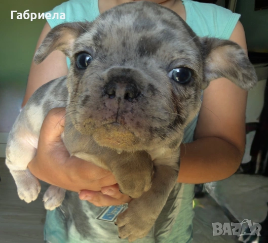 Френски булдог търси дом