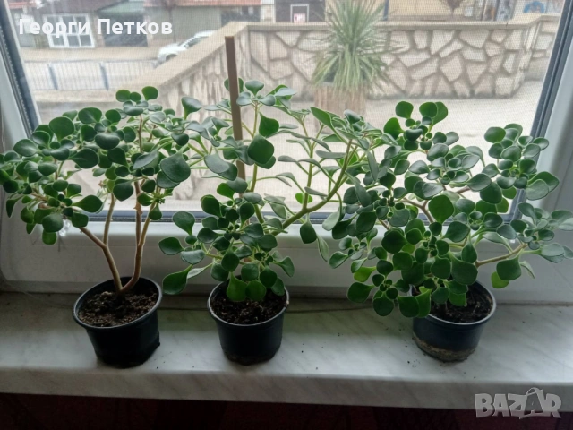 Дървото на Парите (Айхризон), около 25 - 30 см.- 10 €/бр., снимка 2 - Стайни растения - 53993353