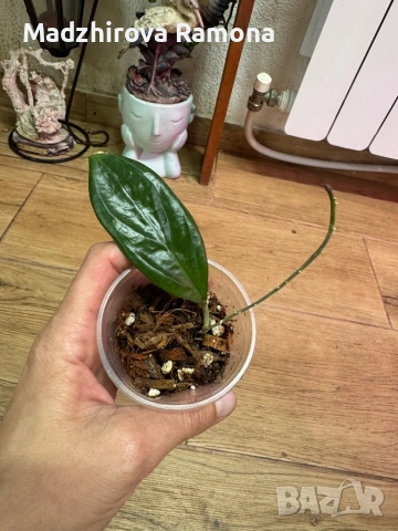Hoya Хоя Sp.ut 033, снимка 2 - Стайни растения - 54586790