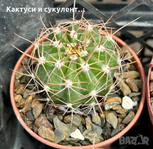 Кактус вид Echinopsis Hybrid бял лебед, снимка 5 - Градински цветя и растения - 54593949
