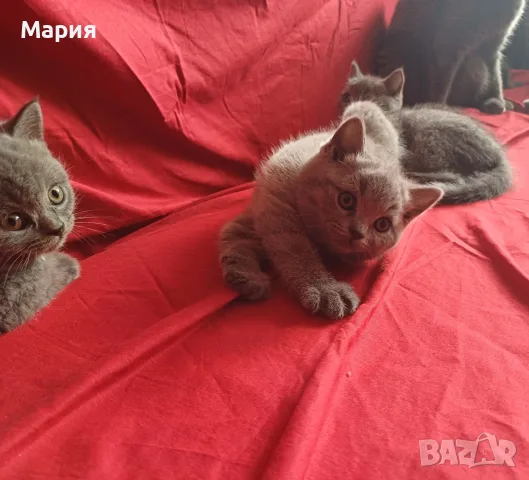 Британски сини късокосмести котенца търсят своите нови домове, снимка 7 - Британска късокосместа - 55330054