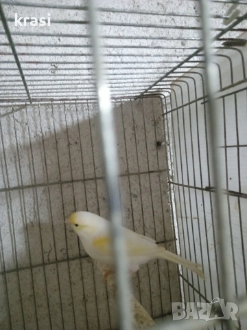 Канарчета, снимка 5 - Канари - 54036241