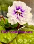 Saintpaulia Сейнтполия Сентполия African Violet Aфриканска теменужка стайна теменужка Фiалка цветя, снимка 1