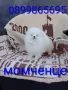 Чисто бял мъжки Померан. Реални снимки от 23.07.26 г. , снимка 1