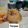 Две Пухкави Померанчета Момчета – Мини Тип Мече, Готови за Нов Дом, снимка 15
