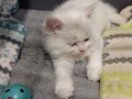 Полуперсийски котенца  момиче и момче, снимка 6