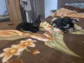 чихуахуа много хубави, снимка 2