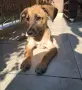 Две кученца търсят дом, снимка 1