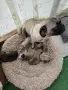 🐾 Очарователни бебета мопс търсят своите любящи семейства! 🐾, снимка 1
