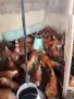 кокошки ломан браун носачки, снимка 1