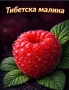 Ягодова малина, снимка 1