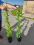 Жасмин вечно зелен , снимка 10