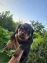 🐶 Свободни са 2 женски и 1 мъжко кученце. с по 1 ваксина, снимка 4
