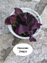 Градински цветя , снимка 16