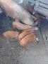 Свободни прасенца, снимка 3