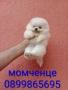 Мини Померани. , снимка 2