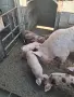 Продавам Прасенца, снимка 3