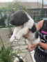 Българско овчарско на 40 дни, снимка 6