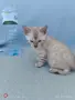  Женска бенгалска котка, Bengal Snow Lynx, , снимка 4