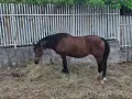 Продавам две кобили, снимка 1