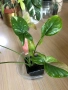 Syngonium Red Spot Tricolor , снимка 2