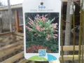 Японска върба Salix Hakuro Nishiki - Фламинго Студоустойчива , снимка 4