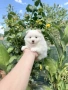 Померан момче. Померанче, снимка 2