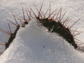 Opuntia engelmanni жълта големи растения, снимка 5