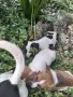 Продавам кученца Джак Ръсел, снимка 7