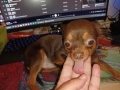 Мъжки чиху-пинчер, снимка 9