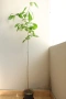 Африкански Баобаб, Боабаб, Adansonia digitata, 3-год. семенна фиданка, снимка 1