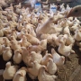 Продавам петли на 3 месеца, снимка 1