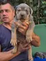 Американско були ХЛ /American bully XL, снимка 5