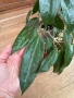 Hoya Хоя Jasper blink , снимка 3