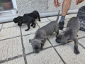 Кучета Кане Корсо, снимка 9