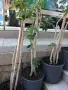 Продавам Шефлера / Schefflera 10 годишна, 170 см. височина, 10 броя, снимка 4