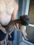 🐶 Продавам красиви Американски Питбул кученца - 8 броя, 2 месеца, снимка 8