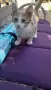 Добри котета,търсят дом.София, снимка 6